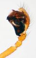 linker Pedipalpus
