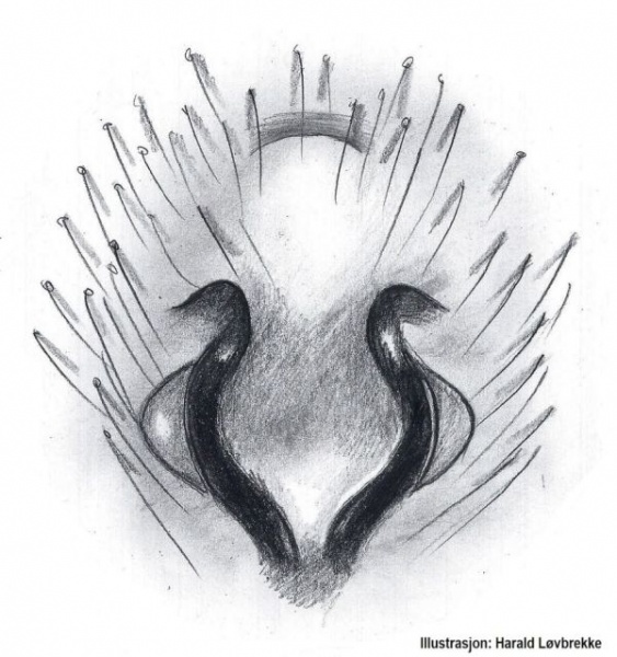 Datei:Scotophaeus blackwalli epigyn HLovbrekke.jpg