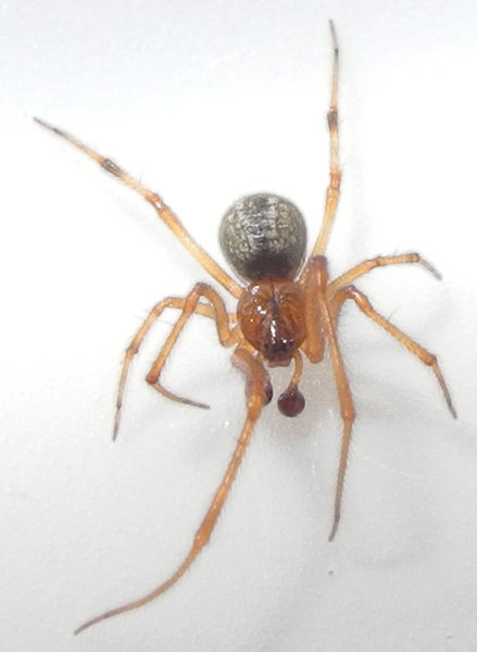 Datei:Tabulata b.JPG