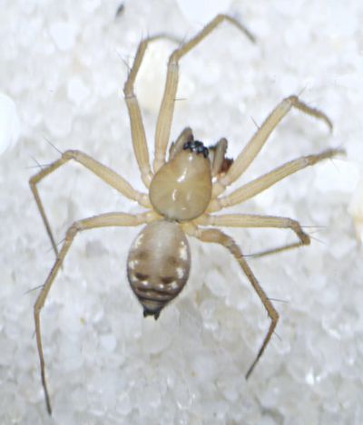 Tenuiphantes zimmermanni m dorsal.jpg