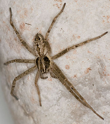 Thanatus vulgaris weibchen habitus.jpg