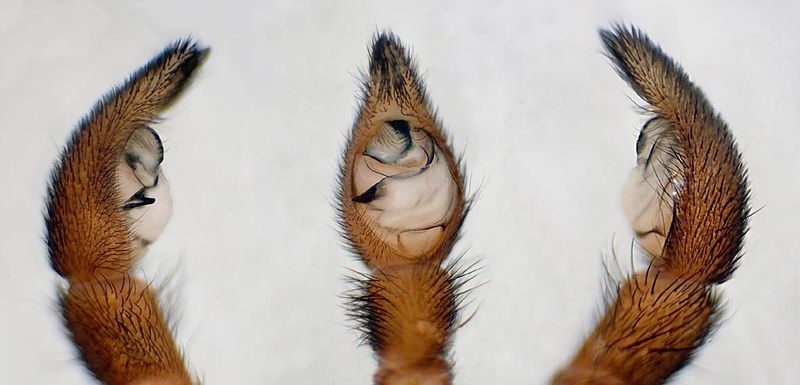 Datei:Alopecosa aculeata 7 1024.jpg