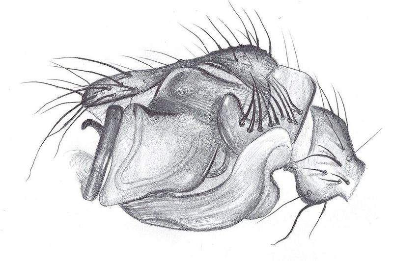 Datei:Bathyphantes nigrinus Pedipalpus m HLoevbrekke.jpg