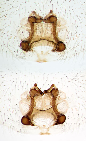 Datei:Cheiracanthium-canariense Teneriffa-ValleSecco-SantaCruz 15-12 05-Epig-Vulva.jpg