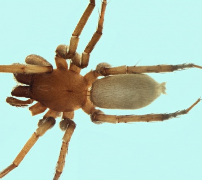 Cybaeodes madidus female 20161116090424-c3c6fd21-me.jpg