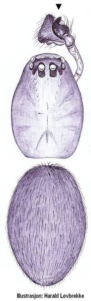 Datei:Meioneta mossica m habitus HLovbrekke.jpg