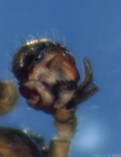 Datei:Meioneta nigripes palp GHMorka.jpg