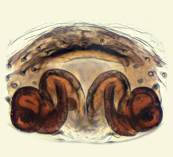 Datei:Monocephalus fuscipes Vulva 20181018112824-7140a276-me.jpg