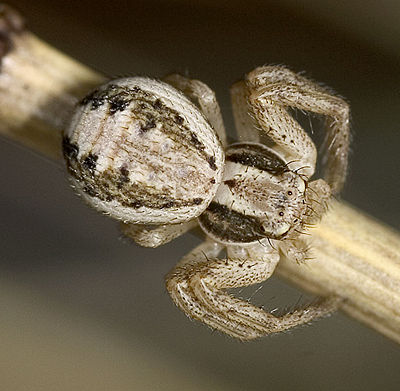 Ninii Gimritz 05-2007 01.jpg