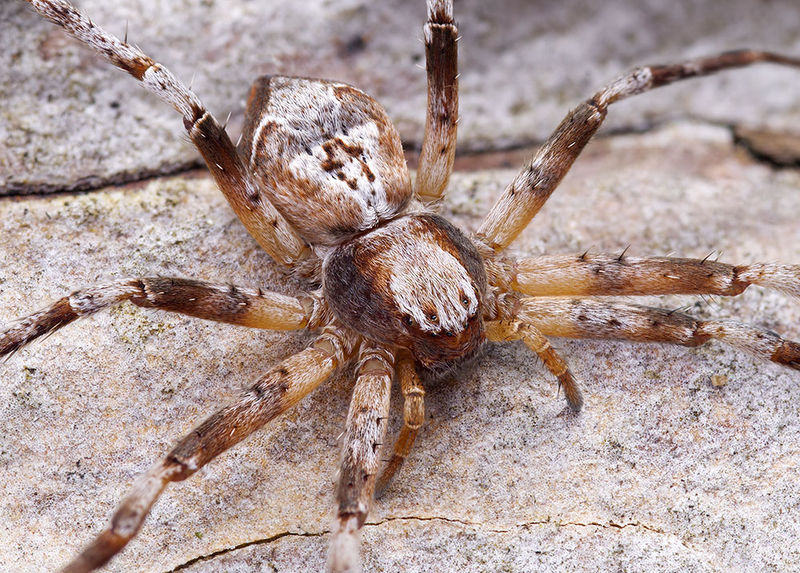 Datei:Philodromus-hierroensis Teneriffa-LasCasas 15-06 03-female.jpg