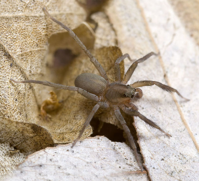 Datei:Trabea-paradoxa Sardinien-LagoBaratz 13-04 02.jpg