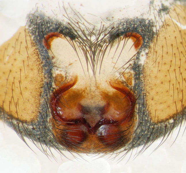 Datei:Zelotes-gallicus Col-da-Sol 15-09 01-Epigyne.jpg