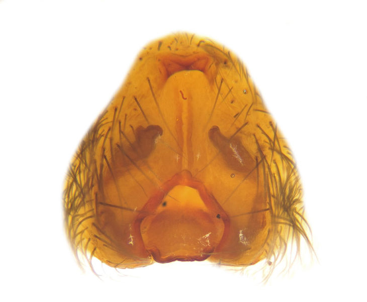 Datei:Acantholycosa lignaria female A2671 PN1950.jpg