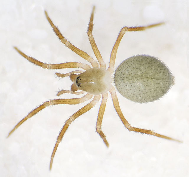 Datei:Evansia-merens Lehesten-5534 11-04 01.jpg