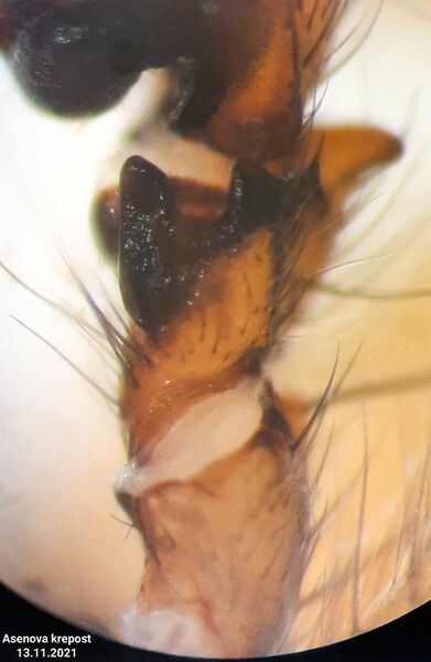 Datei:Inermocoelotes deltshevi tibia patella retrolateral.jpg