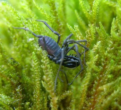 Ischyropsalis sp. (Foto Siegfried Huber).jpg