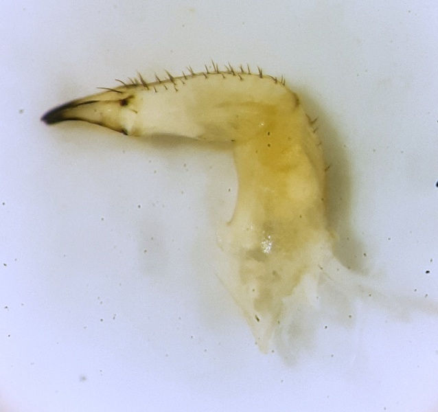 Datei:Leiobunum rumelicum chelicera retrolateral.jpg