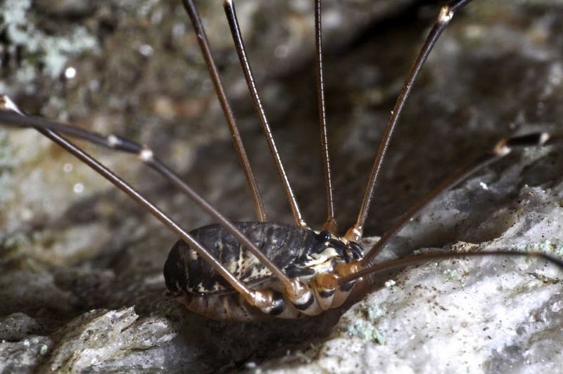 Datei:Leiobunum subalpinum, female, Schoenhofer.jpg