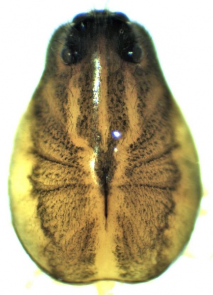 Datei:Pirata piraticus male Prosoma HLovbrekke.jpg