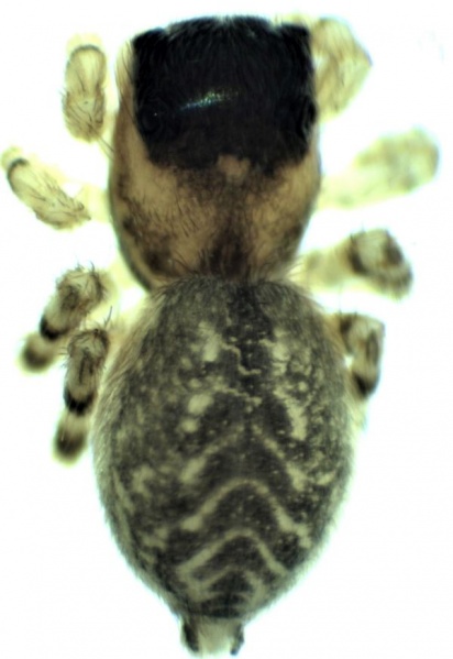 Datei:Talavera aequipes female do HLovbrekke.jpg