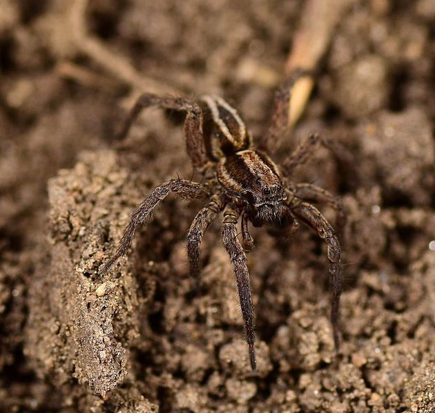 Datei:Alopecosa cuneata2 Oertel.jpg