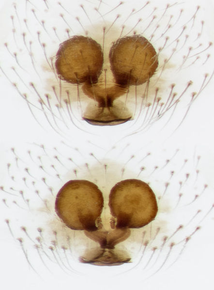 Datei:Enoplognatha-testacea Sardinien-IsolaCaprera 13-05 03-Epig-Vulva.jpg