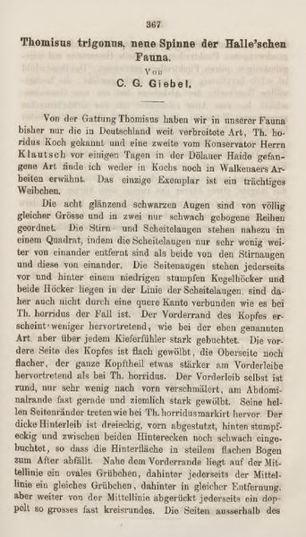 Datei:GiebelTrigonum1.jpg