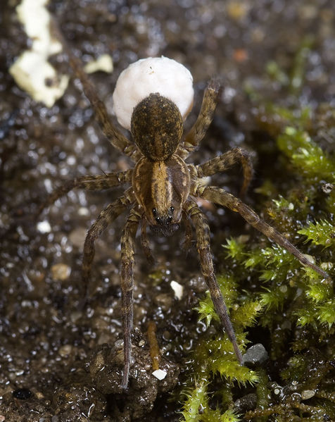 Datei:Trochosa-hispanica Sardinien-DueneBach 13-04 02.jpg