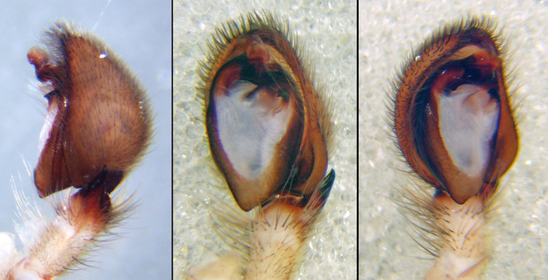 Datei:Z spin-3Pedipalpus.jpg