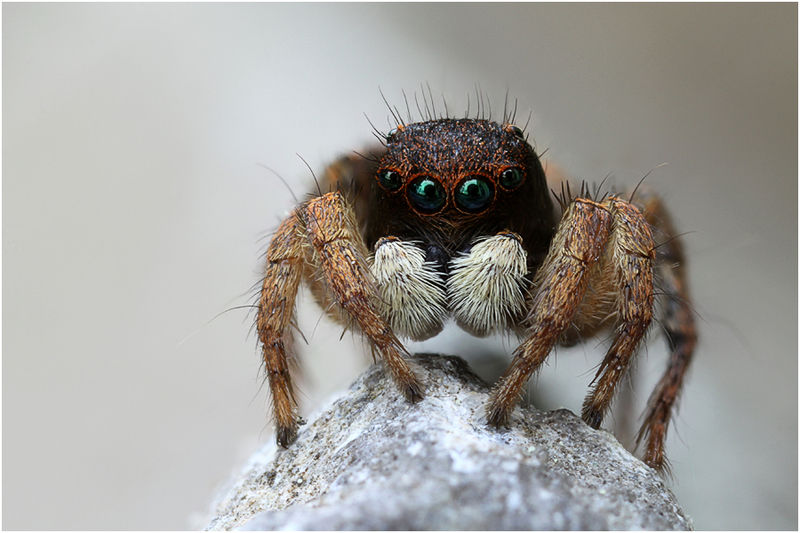 Datei:A. luctuosus Schäfer.jpg