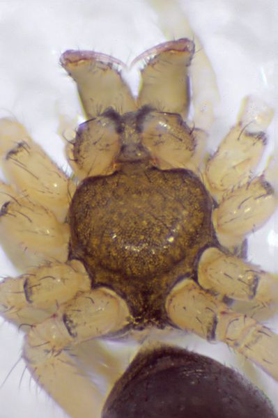 Datei:Anguliphantes angulipalpis 19.09.11-476-4 m sternum.jpg