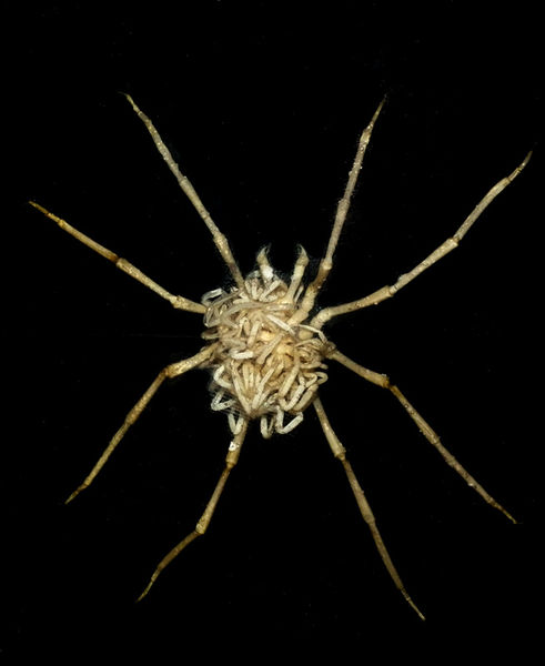 Datei:Nymphon robostus male FA9835.JPG