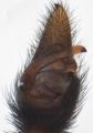 Pedipalpus