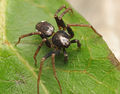 Philodromus bistigma male A5590 PK2705.JPG
