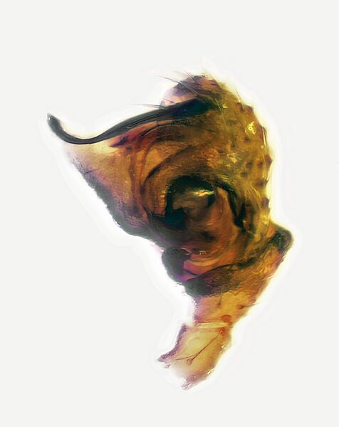 Datei:Tapinocyboides pygmaeus m.jpg