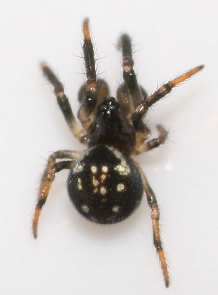 Datei:Theridiosoma gemmosum m do TTöpfer.JPG