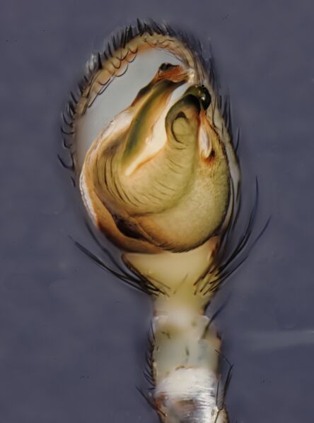 Datei:Haplodrassus umbratilis CML 8154.jpg