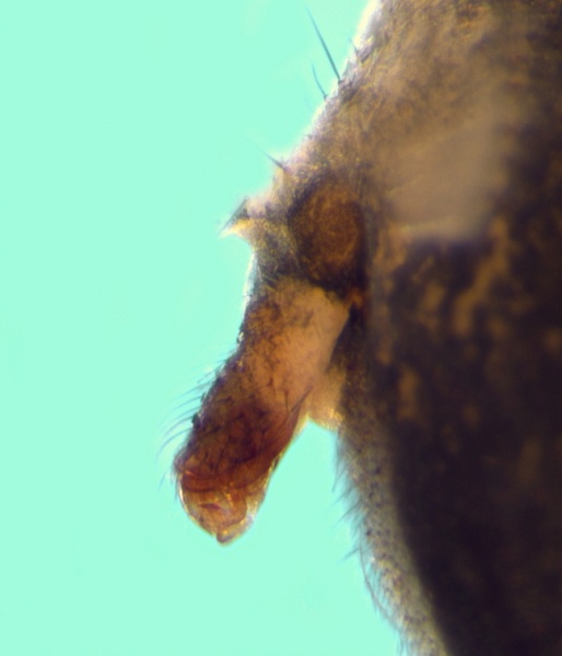 Datei:Piniphantes cirratus Epigyne 20131204170709-27428365-me.jpg