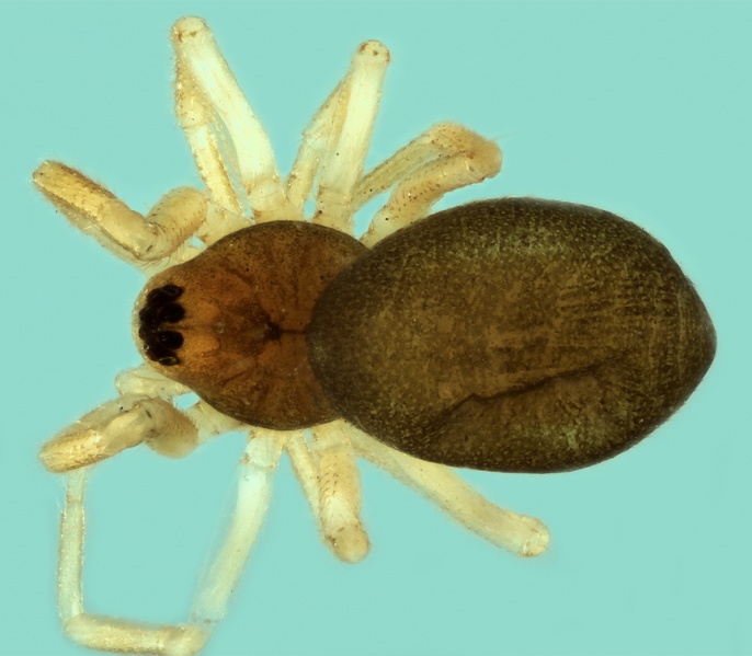 Datei:20180210135327-47820601-me Metopobactrus falcifrons female.jpg