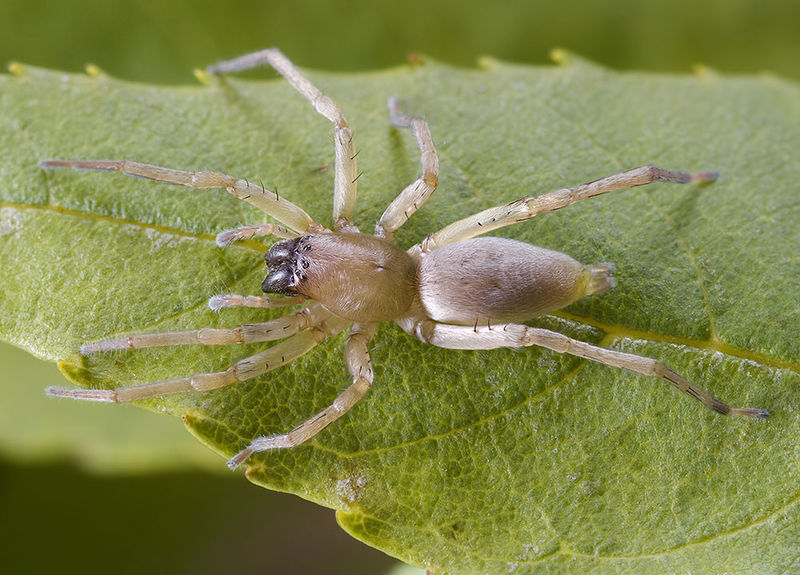 Datei:Clubiona-caerulescens Alpen-Monesi 14-09 02-female.jpg