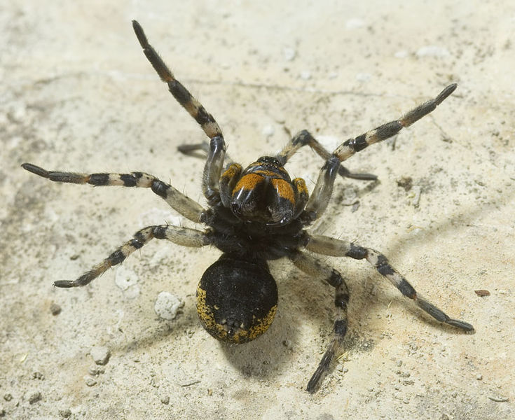 Datei:Geolycosa-vultuosa Ungarn-Szentendre 09-08 13.jpg