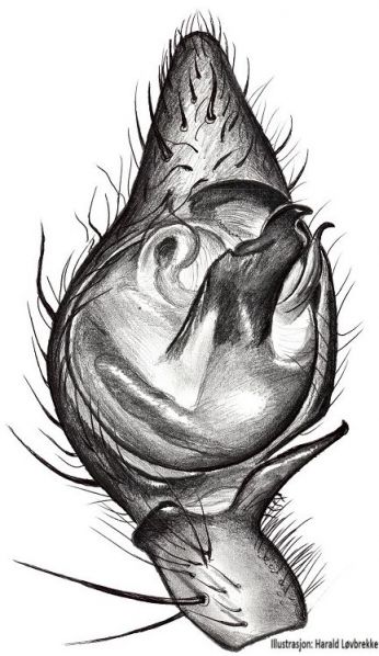 Datei:Pisaura mirabilis palp HLovbrekke.jpg