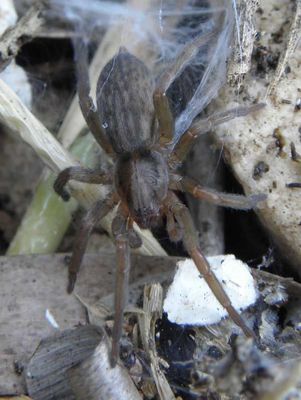 Prochora lycosiformis 110419.jpg