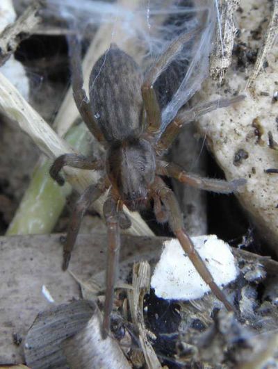 Prochora lycosiformis 110419.jpg