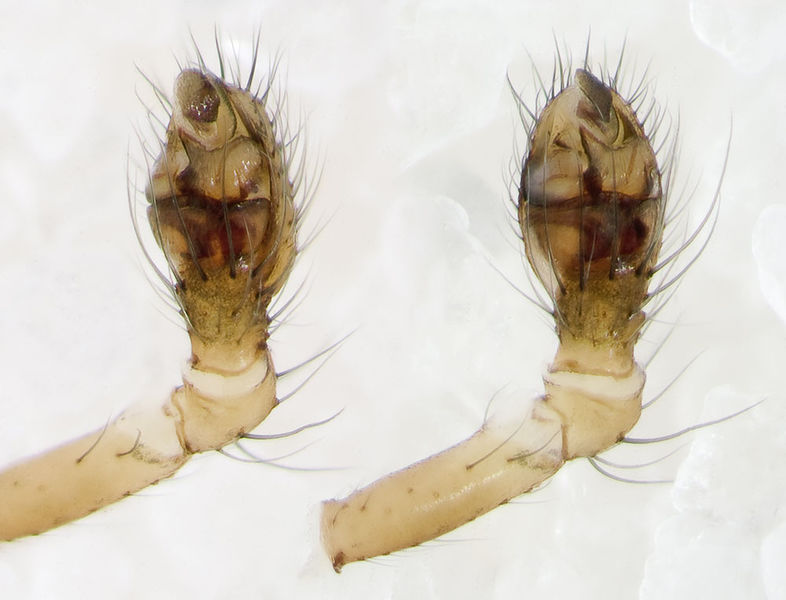 Datei:Theridion-betteni Geierfelsen-5330 14-05 02-Ped.jpg