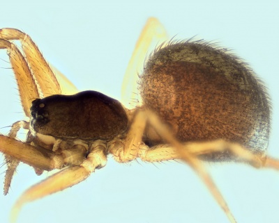 Trichoncus vasconicus female 20141212165116-ca703316-me.jpg