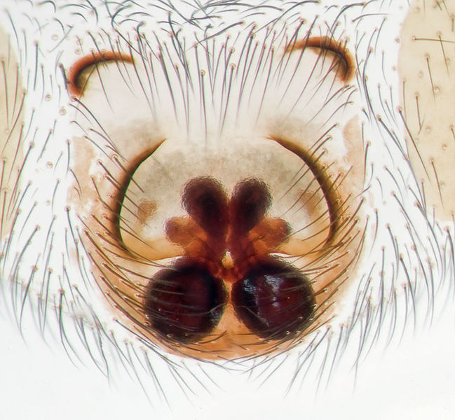 Datei:Zelotes-subterraneus Geierfelsen-5330 14-05 01-Epigyne.jpg