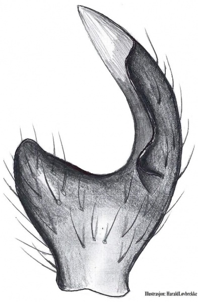 Datei:Walckenaeria mitrata tibialapophyse HLovbrekke.jpg