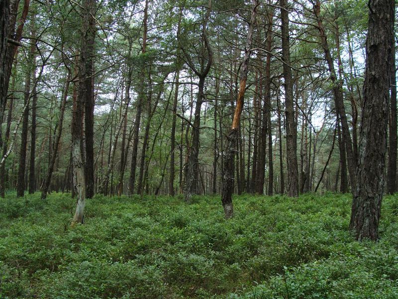 Datei:Cognatus Oertel 16.10.11 LR.JPG