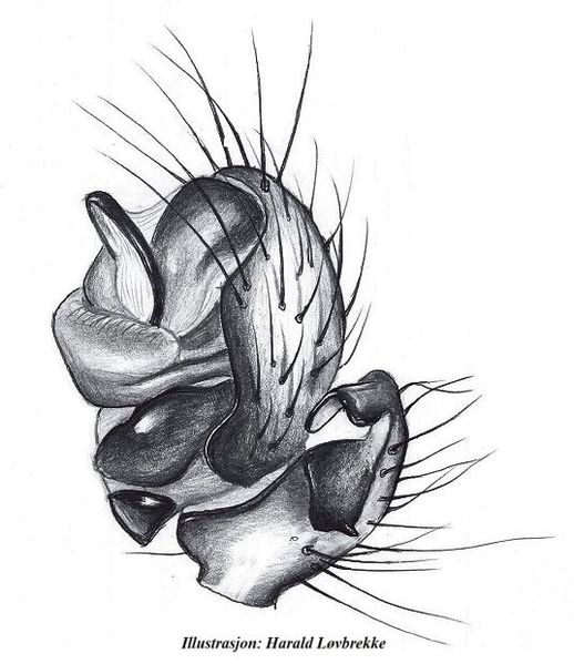 Datei:Entelecara erythropus palp HLovbrekke.jpg